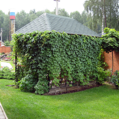 Виноград Девичий (декоративный)