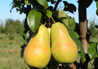 Груша сорт Чижовская