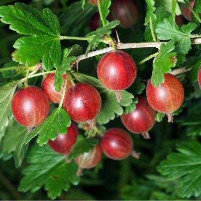 Крыжовник сорт Яркий