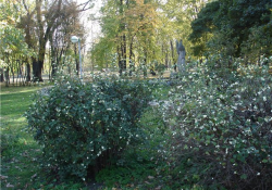 Снежноягодник