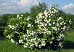 Калина Бульденеж